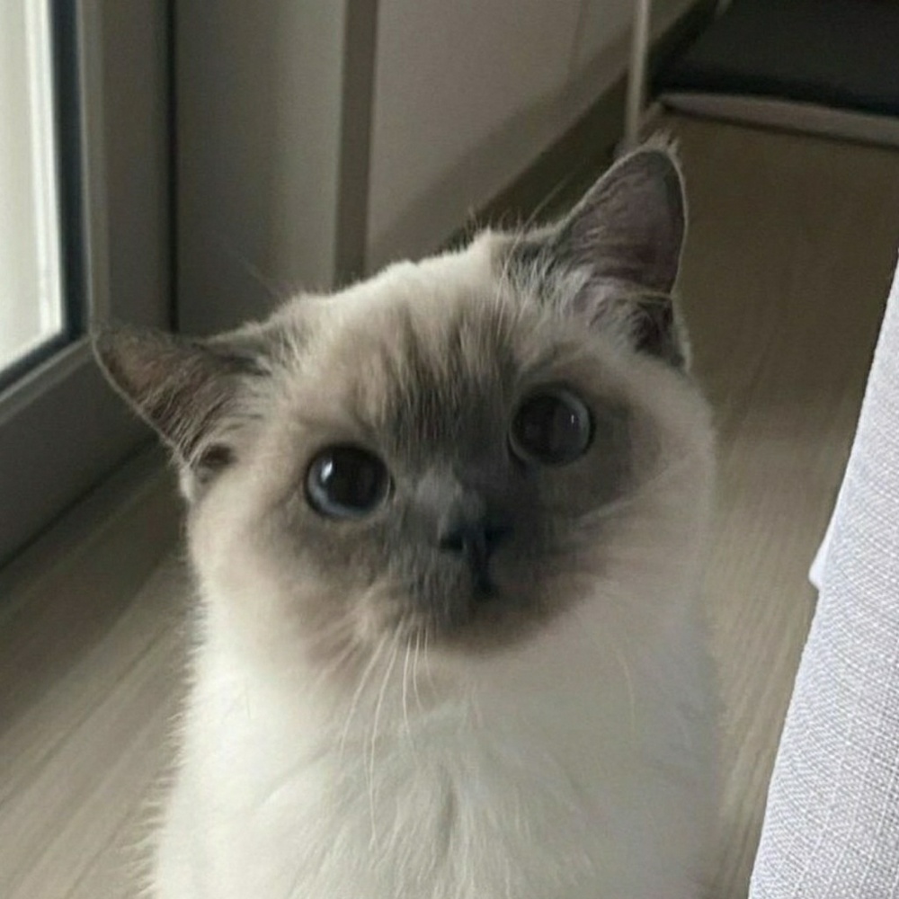 Meet your Posher, Mia